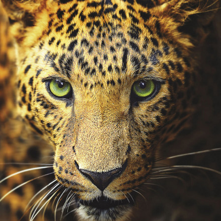 Фреска Ortograf, 50011