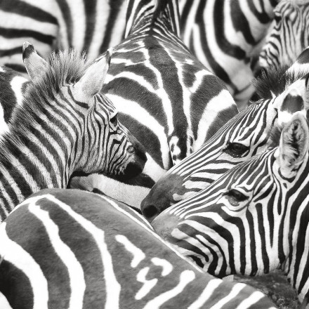 Фреска Ortograf, 50012