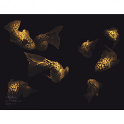 Фреска Applico Three «Рыбки», VR.0044-G1