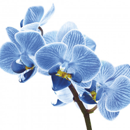 Фреска Ortograf, 50038