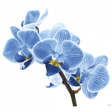 Фреска Ortograf, 50038