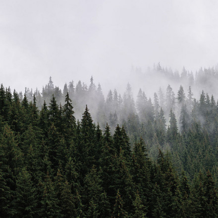 Фреска Ortograf, 34779