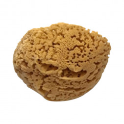 Губка морская натуральная Pavan, 18 см, 3120