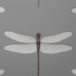 Обои Andrea Rossi Cavolli, 54426-7