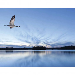 Обои Aura Global Fusion, G45276